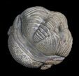 Enrolled Barrandeops (Phacops) Trilobite from Morocco #5081-2